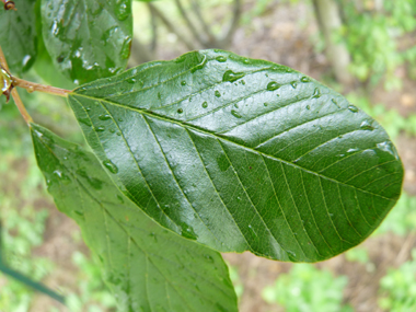 Feuilles ovales, quasiment opposées, très finement dentées, longues de 3 à 6 cm et dotées de 3 ou 4 paires de nervures convergentes. Agrandir dans une nouvelle fenêtre (ou onglet)